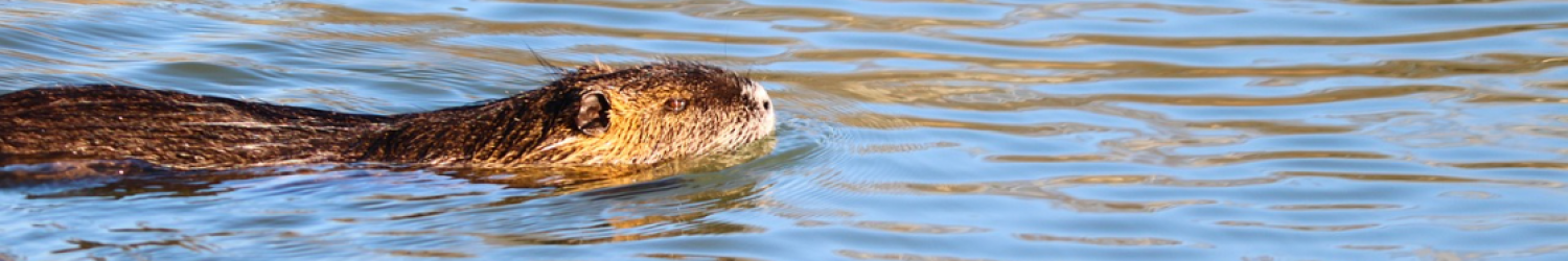 Beaver swimming in the water