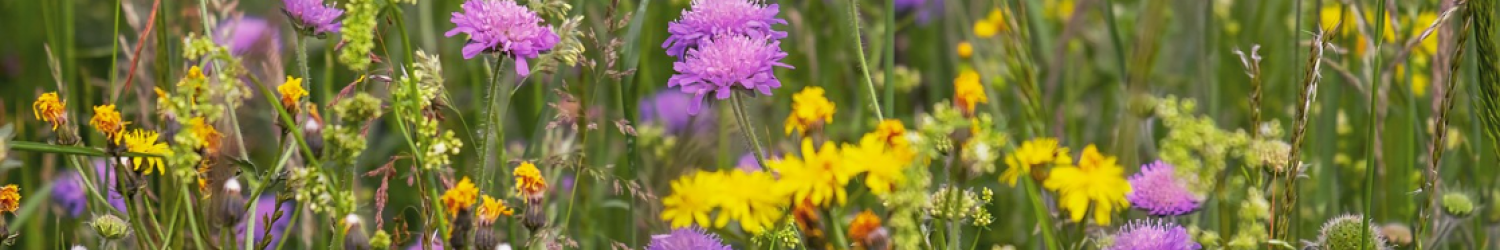 Field scabious in wildflower meadow